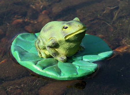 [http://minimediaguy.org/wp-content/uploads/2008/05/tn_frog-on-lily-pad.jpg]